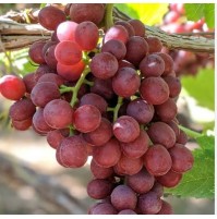 Flame Grapes (Seedless, from Maharastra)